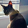 animal, bed, blinds, cat, contemplative, cozy, domestic, ear, fur, indoor, natural_light, pet, quiet, resting, shadow, side_view, sunlight, tabby, texture, window