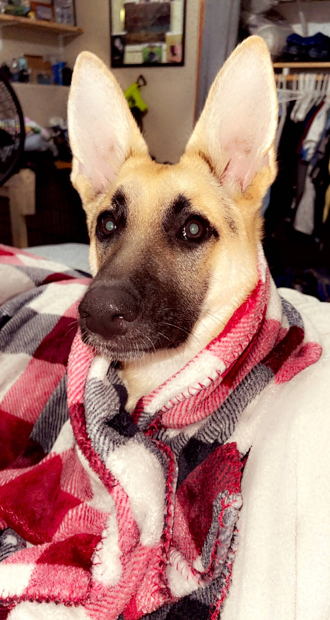 Yoshi joined the competition — help win amazing prizes! canidae, carnivore, collar, companion_dog, dog, dog_breed, dog_collar, dog_supply, east_european_shepherd, fawn, fur, german_shepherd_dog, giant_dog_breed, herding_dog, pattern, snout, sporting_group, whiskers, working_animal, working_dog