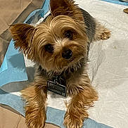 Kyrie is registered to the contest to win money with this photo: dog, small_dog, pet, fur, ears, eyes, collar, tag, lying_down, head_tilt, cute, indoor, bed, blanket, paw, fur_texture, curious, animal, companion, resting