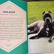 Malachi joined the competition — help win amazing prizes! dog, canine, pet, animal, outdoor, grass, patio, toy, loyal, alert, collar, tag, resting, guard, portrait, brown, fierce, companion, obedience, protection