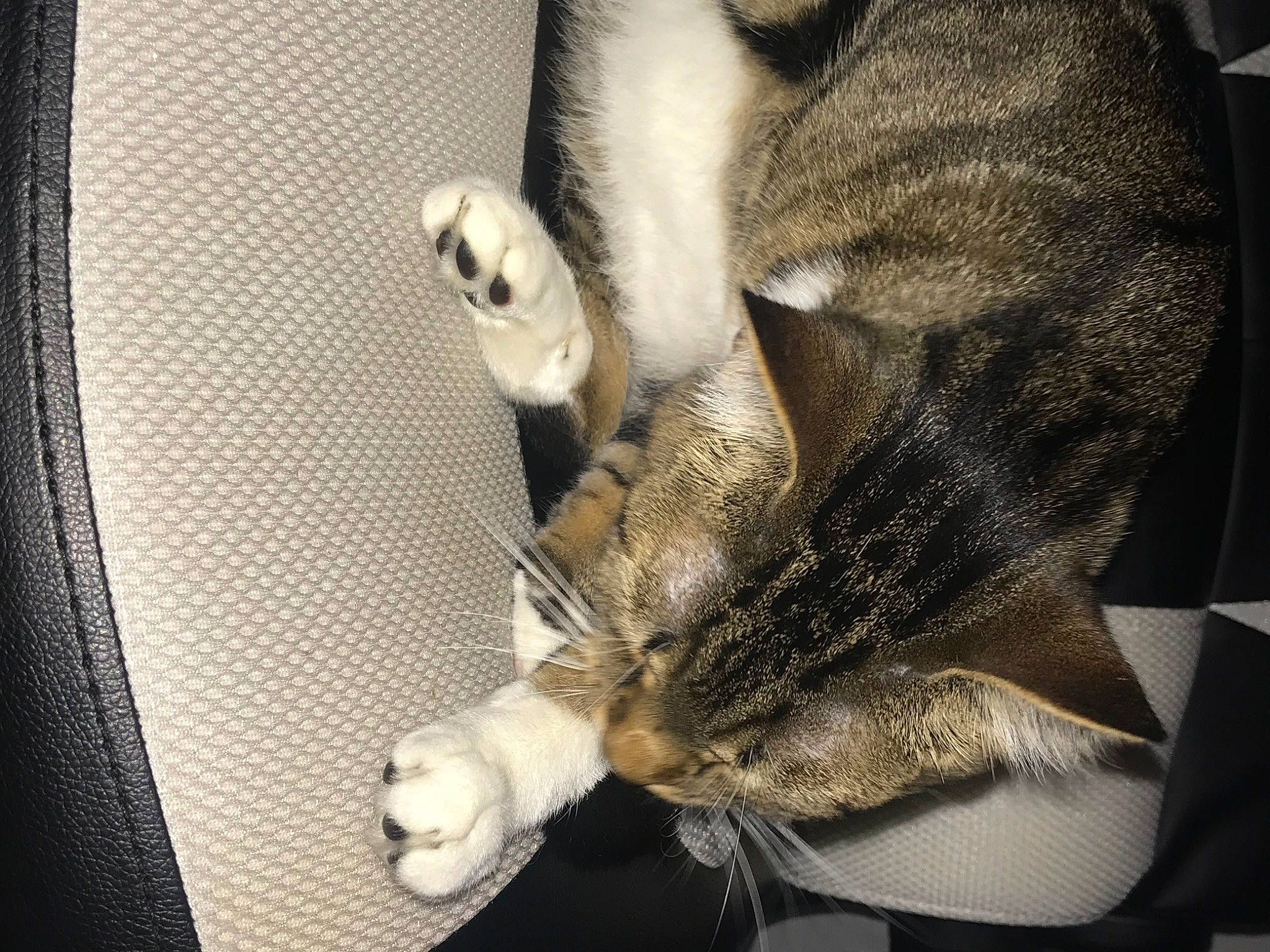 Leo is registered to the contest to win money with this photo: carnivore, cat, claw, comfort, domestic_short_haired_cat, ear, felidae, fur, grey, nap, paw, sleep, small_to_medium_sized_cats, snout, tail, whiskers