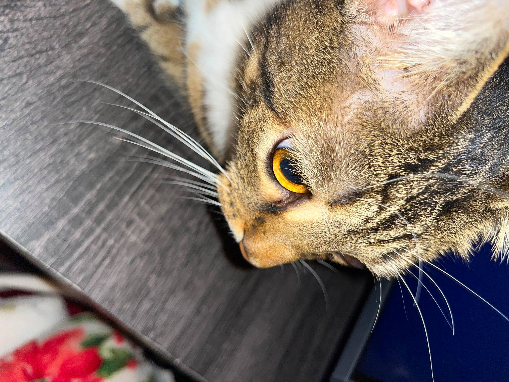 Leo joined the competition — help win amazing prizes! carnivore, cat, claw, close_up, comfort, domestic_short_haired_cat, ear, felidae, fur, macro_photography, paw, small_to_medium_sized_cats, terrestrial_animal, whiskers, wildlife