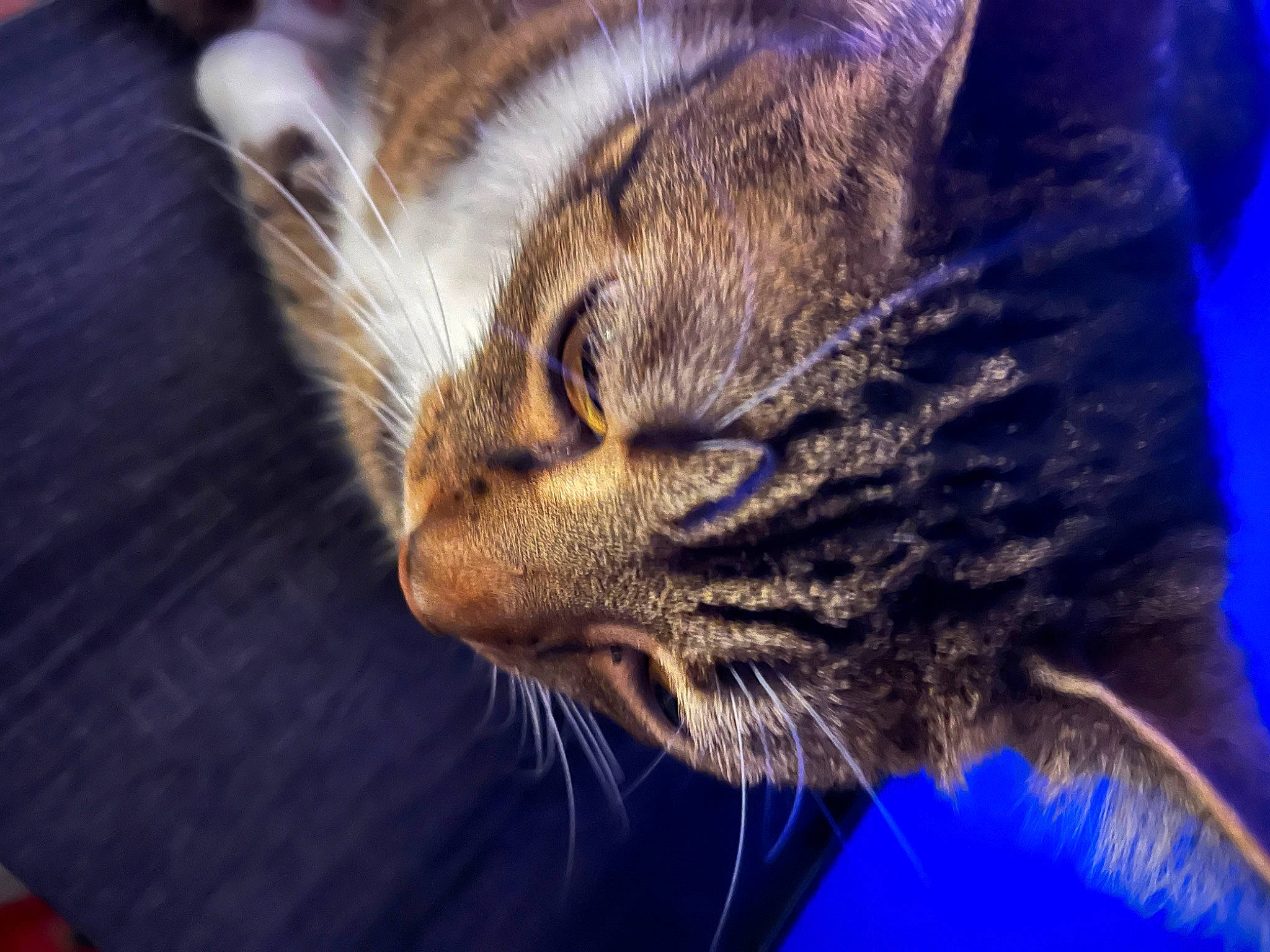 Leo is registered to the contest to win money with this photo: blue, carnivore, cat, domestic_short_haired_cat, electric_blue, felidae, fur, grass, hair, macro_photography, small_to_medium_sized_cats, snout, terrestrial_animal, whiskers, wildlife, window, wood