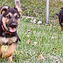Gunny is registered to the contest to win money with this photo: dog, puppy, german_shepherd, grass, outdoor, running, playful, fence, animal, canine, young, pet, nature, daylight, collar, mammal, two, fur, ears, tongue