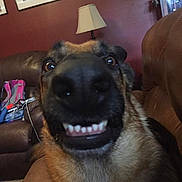 Gunny joined the competition — help win amazing prizes! dog, german_shepherd, close_up, smiling, teeth, nose, living_room, couch, leather_couch, lamp, framed_photos, wall, red_wall, furniture, indoor, pet, funny, expression, animal, home