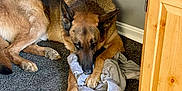 Gunny is registered to the contest to win money with this photo: animal, canine, dog, dogbed, drawer, furniture, germanshepherd, hardwood, homedecor, indoors, interiordesign, mat, pet, policedog, puppy, rug, snout, stainedwood, wood