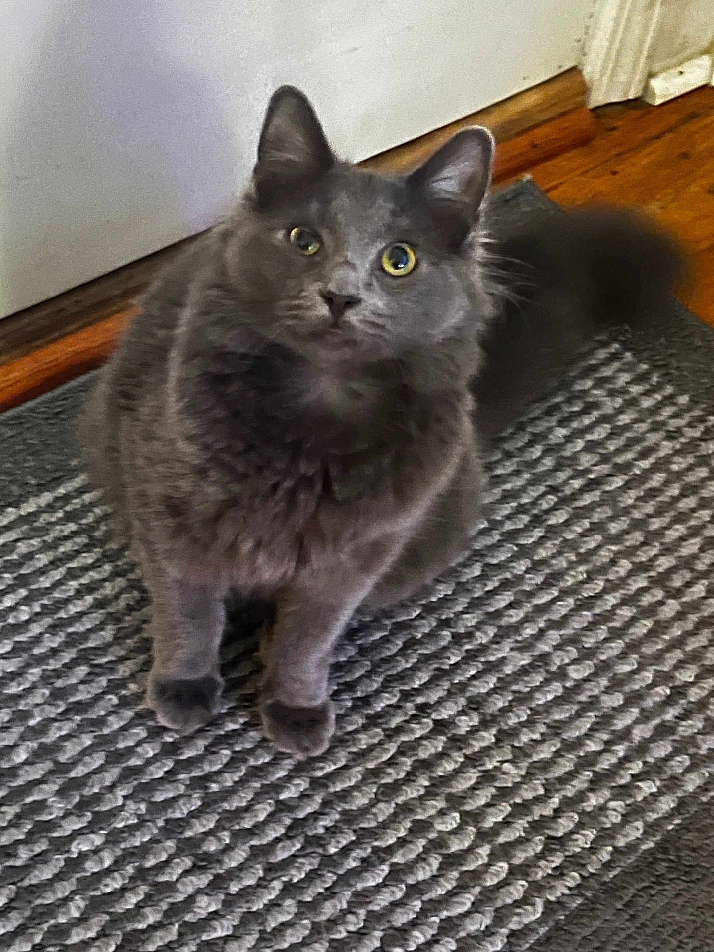 Purdy is registered to the contest to win money with this photo: cat, gray_cat, fluffy, pet, indoor, carpet, floor, door, curious, animal, feline, whiskers, ears, tail, sitting, closeup, house, texture, wooden_floor, domestic_cat