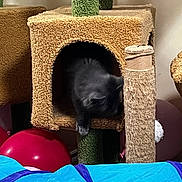 Purdy joined the competition — help win amazing prizes! cat, cat_condo, black_cat, balloon, blue_tunnel, indoor, pet_toy, scratching_post, cozy, furniture, play_area, animal, feline, soft_texture, home, pet, curious, paw, claw, resting