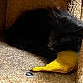 Purdy joined the competition — help win amazing prizes! black_cat, cat, sleeping, cat_tree, plush_toy, yellow_toy, indoor, feline, pet, cozy, resting, curled_up, soft_texture, animal, nap, fur, quiet, cute, domestic_animal, relaxation