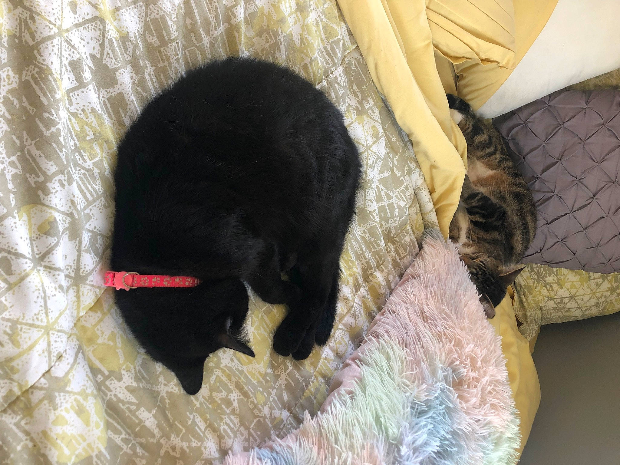 Luna is registered to the contest to win money with this photo: american_black_bear, bear, canidae, carnivore, claw, comfort, dog_breed, felidae, fur, natural_material, snout, sporting_group, tail, terrestrial_animal, vertebrate, working_animal