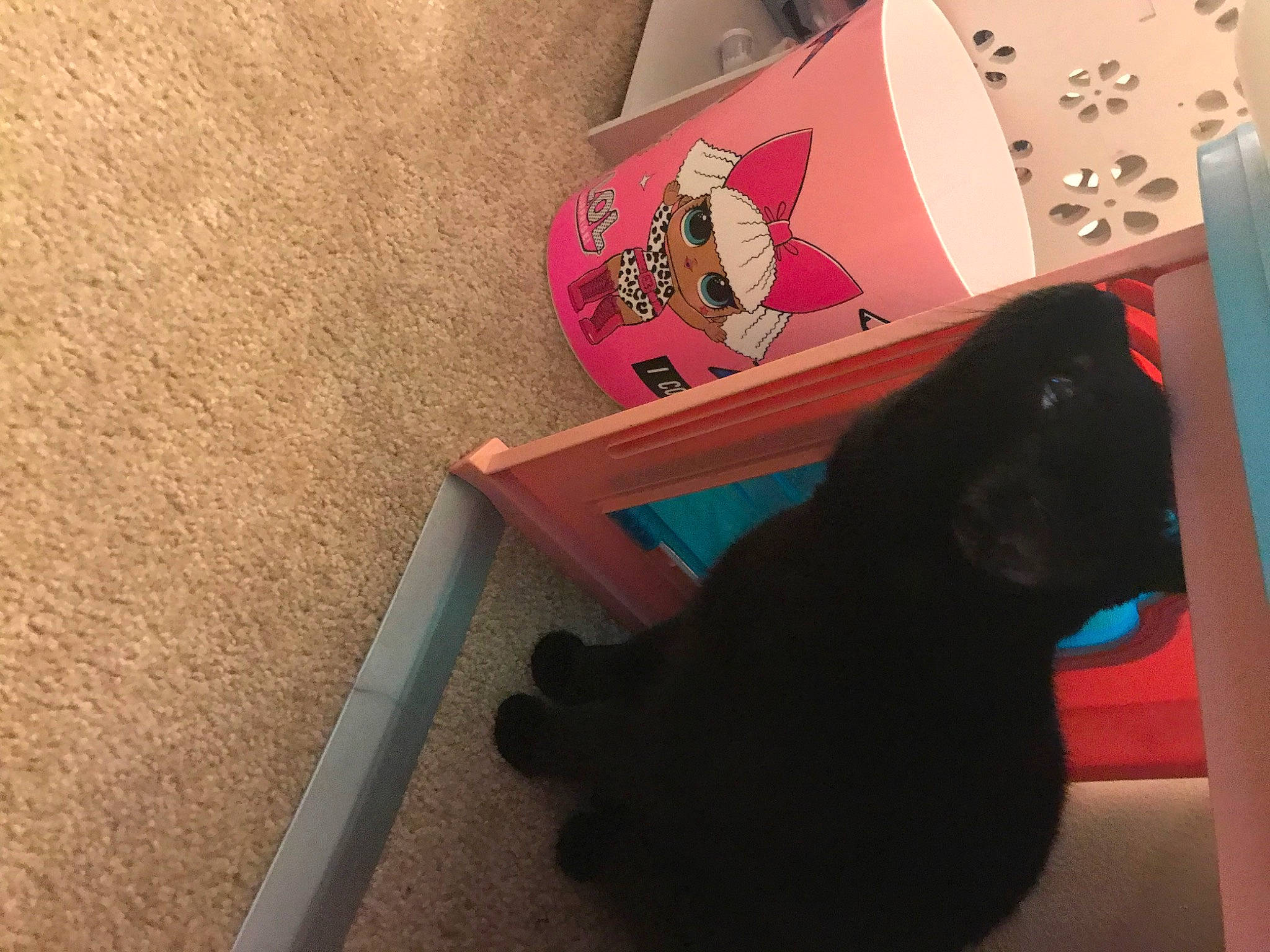 Luna is registered to the contest to win money with this photo: box, carmine, carnivore, cat, comfort, fashion_accessory, felidae, flooring, fur, hardwood, magenta, paper, paper_product, rectangle, room, small_to_medium_sized_cats, table, tail, whiskers, wood