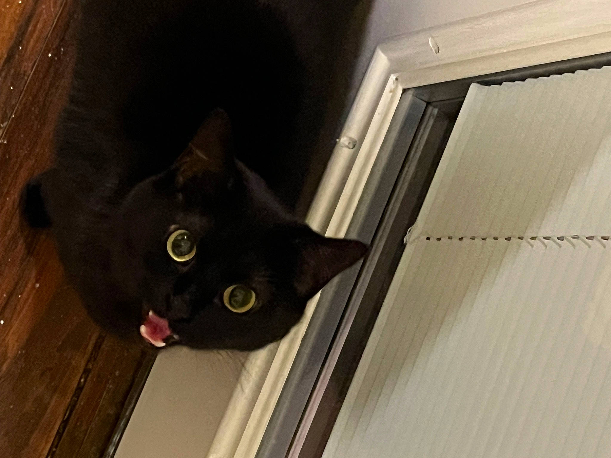 Luna joined the competition — help win amazing prizes! black_cat, bombay, carnivore, cat, domestic_short_haired_cat, eye, felidae, fixture, flooring, fur, hardwood, small_to_medium_sized_cats, snout, tail, whiskers, window, wood