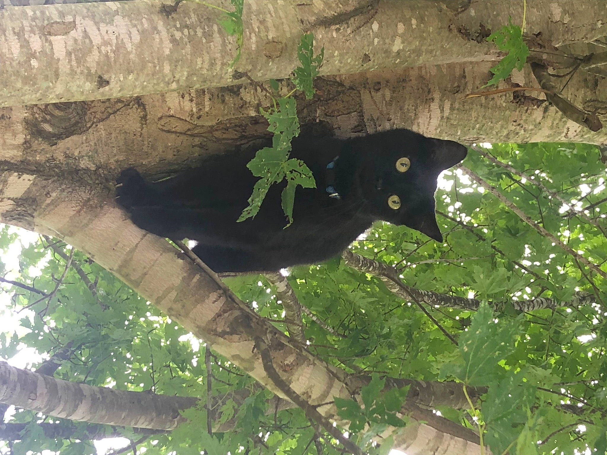 Luna is registered to the contest to win money with this photo: biome, bombay, carnivore, cat, felidae, grass, groundcover, organism, plant, small_to_medium_sized_cats, snout, tail, terrestrial_animal, terrestrial_plant, tints_and_shades, tree, trunk, twig, vegetation, vertebrate