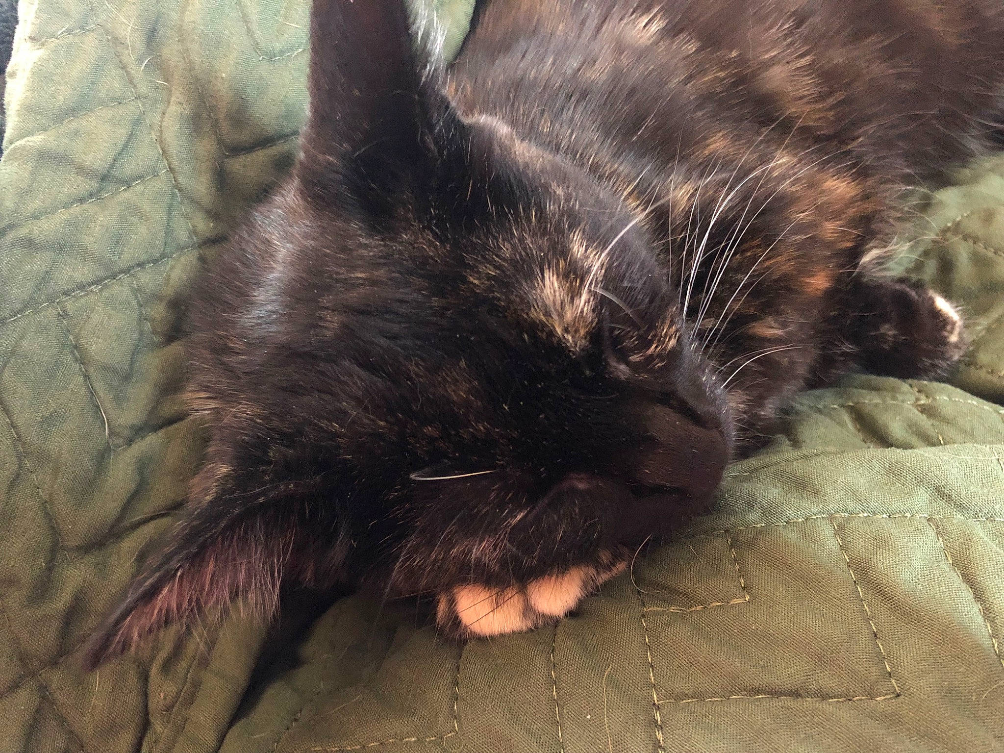 Moon is registered to the contest to win money with this photo: black_cat, bombay, carnivore, cat, claw, comfort, domestic_short_haired_cat, felidae, foot, fur, nap, paw, small_to_medium_sized_cats, tail, terrestrial_animal, whiskers