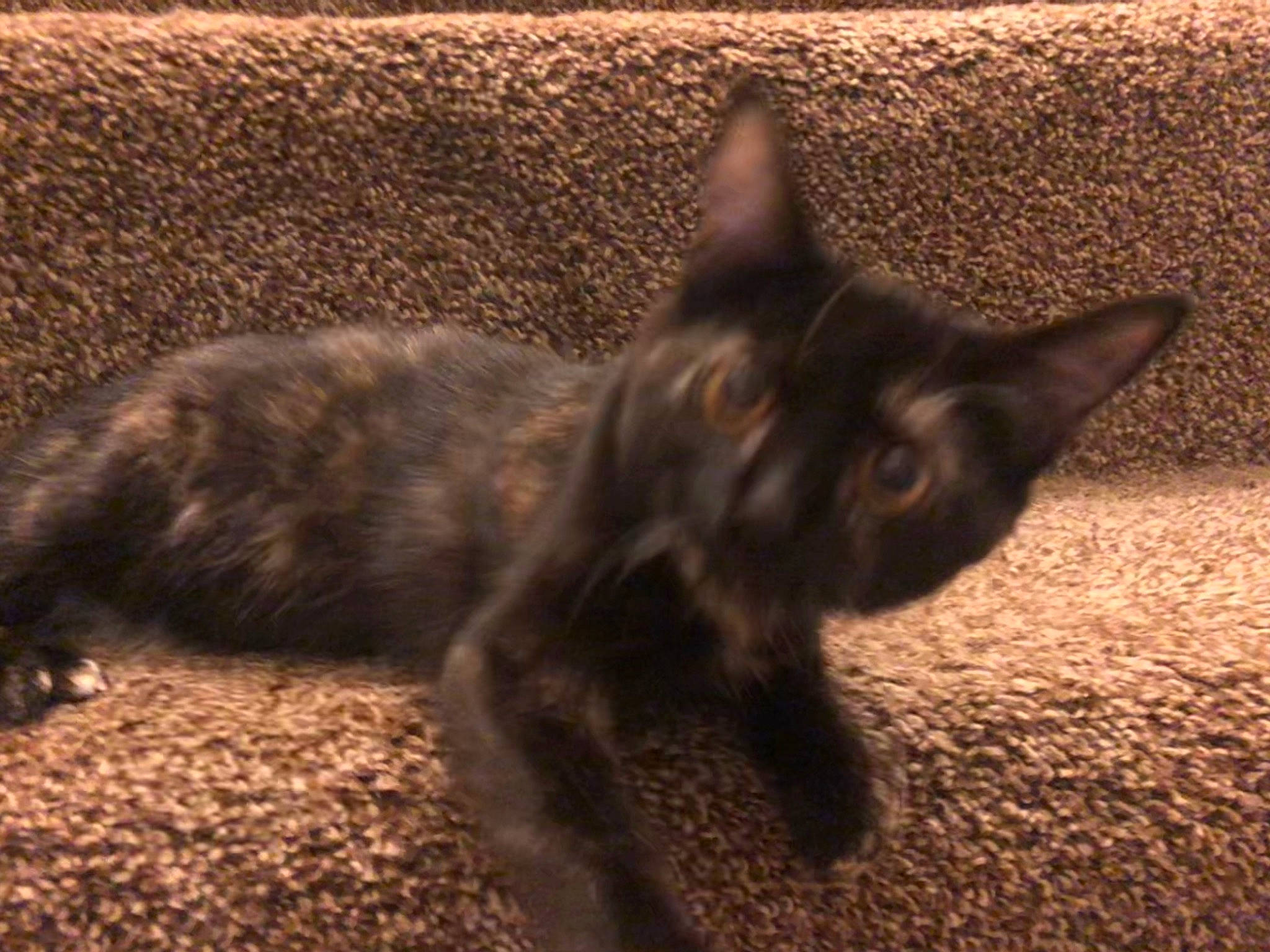 Moon joined the competition — help win amazing prizes! black_cat, brown, carnivore, cat, claw, domestic_short_haired_cat, eye, felidae, fur, havana_brown, paw, plant, shadow, small_to_medium_sized_cats, soil, tail, terrestrial_animal, whiskers, wood