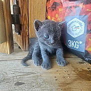 Jerry participe au concours pour gagner de l'argent avec cette photo : kitten, cat, gray_cat, wooden_floor, bag, charcoal_bag, blue_eyes, pet, animal, young_cat, indoor, curious, small, furry, cute, sitting, wood, door_hinge, close_up, domestic_cat