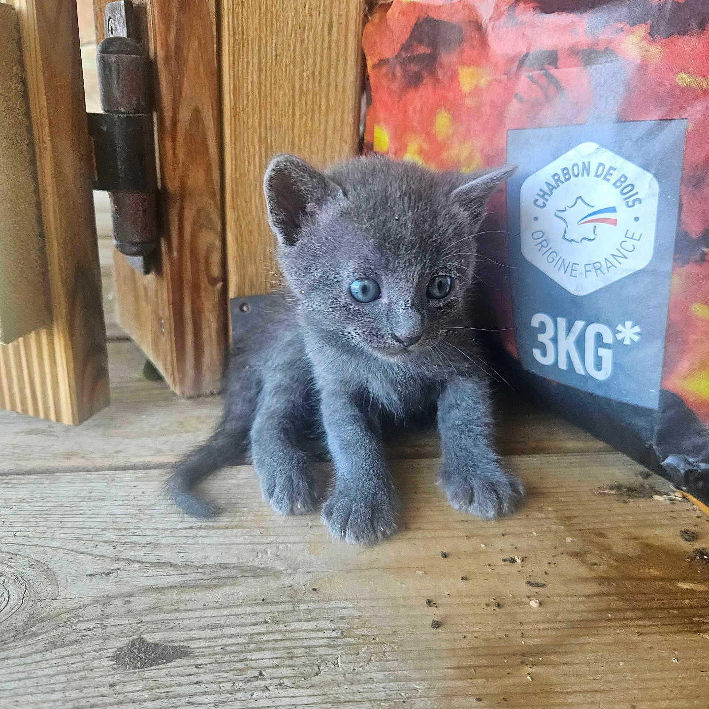Jerry participe au concours pour gagner de l'argent avec cette photo : animal, bag, blue_eyes, cat, charcoal_bag, close_up, curious, cute, domestic_cat, door_hinge, furry, gray_cat, indoor, kitten, pet, sitting, small, wood, wooden_floor, young_cat