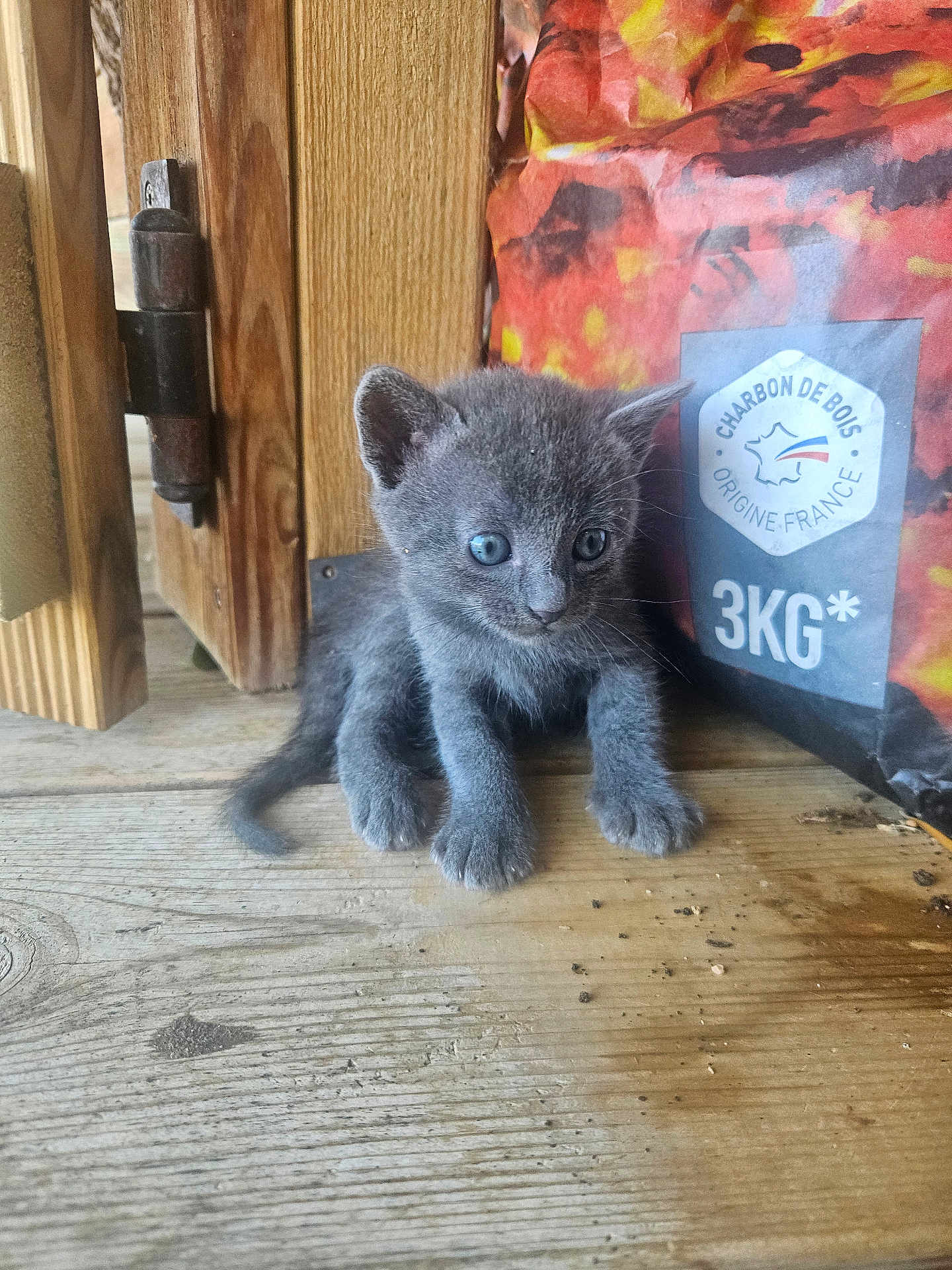 Jerry participe au concours pour gagner de l'argent avec cette photo : kitten, cat, gray_cat, wooden_floor, bag, charcoal_bag, blue_eyes, pet, animal, young_cat, indoor, curious, small, furry, cute, sitting, wood, door_hinge, close_up, domestic_cat