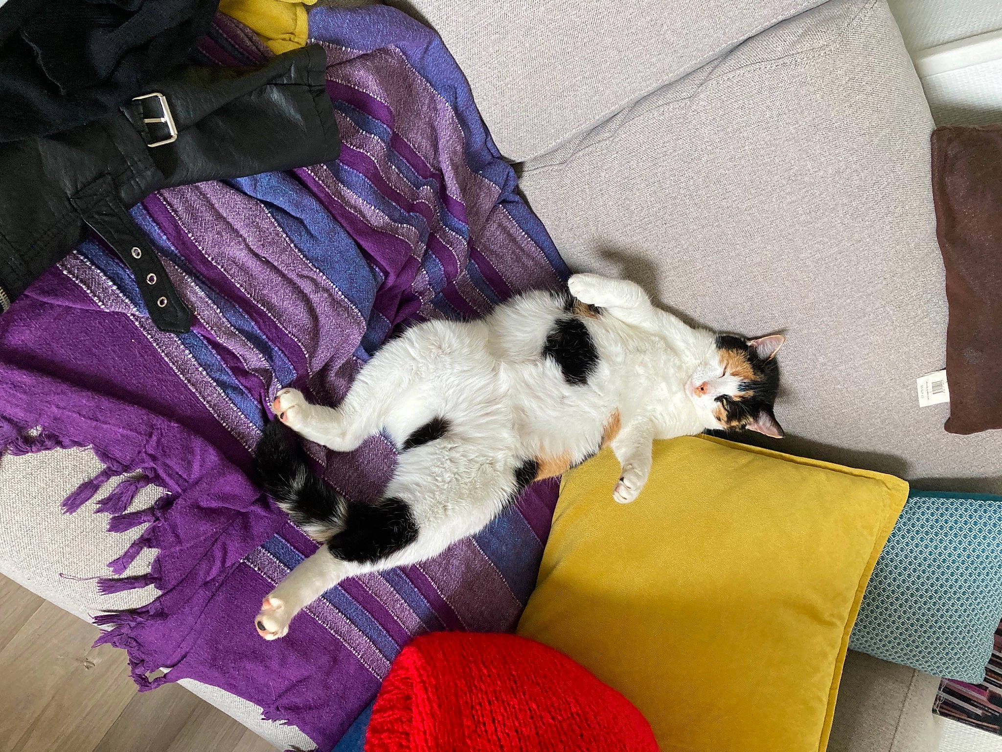 Joséphine a rejoint le concours — aidez-le/la à gagner de superbes lots ! carnivore, cat, comfort, companion_dog, couch, dog_breed, domestic_short_haired_cat, fawn, felidae, fur, lap, magenta, mammal, sleeve, small_to_medium_sized_cats, sporting_group, tail, textile, vertebrate, whiskers