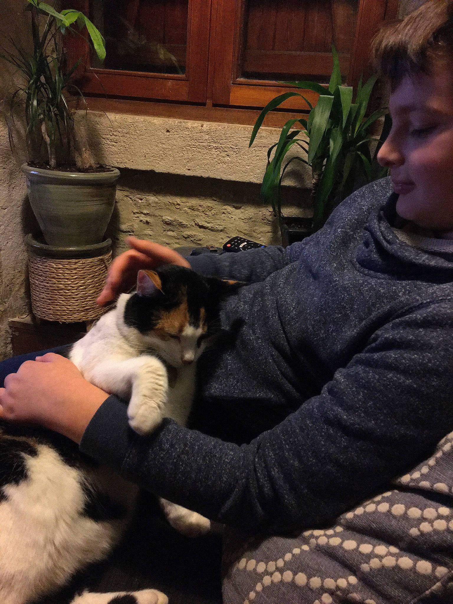 Joséphine participe au concours pour gagner de l'argent avec cette photo : carnivore, cat, comfort, companion_dog, dog_breed, domestic_short_haired_cat, fawn, felidae, flowerpot, fur, grass, houseplant, lap, paw, plant, sitting, small_to_medium_sized_cats, snout, tail, whiskers