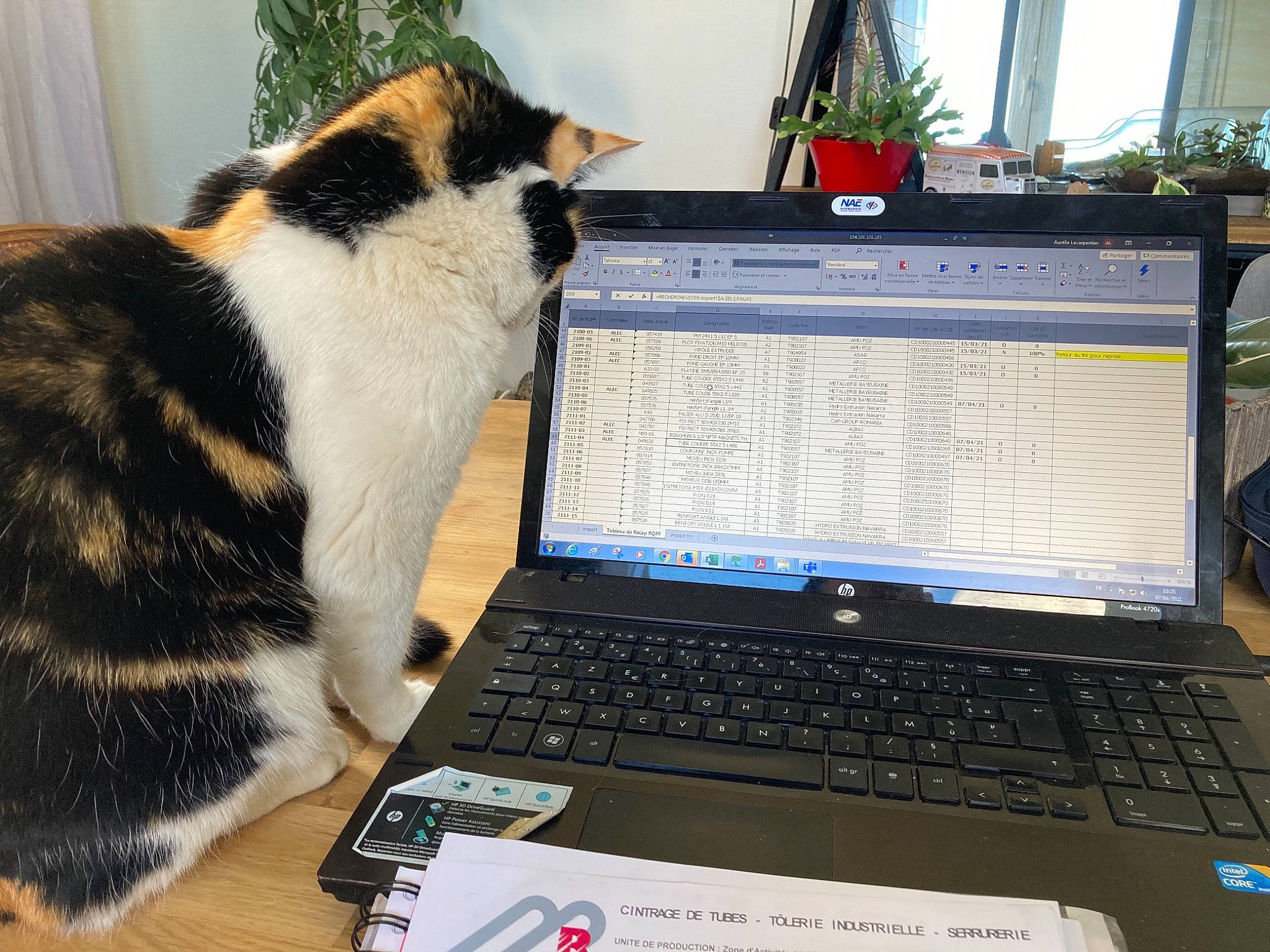 Joséphine participe au concours pour gagner de l'argent avec cette photo : carnivore, cat, comfort, computer, computer_hardware, felidae, flowerpot, gadget, houseplant, input_device, laptop, netbook, office_equipment, output_device, peripheral, personal_computer, plant, space_bar, touchpad, window