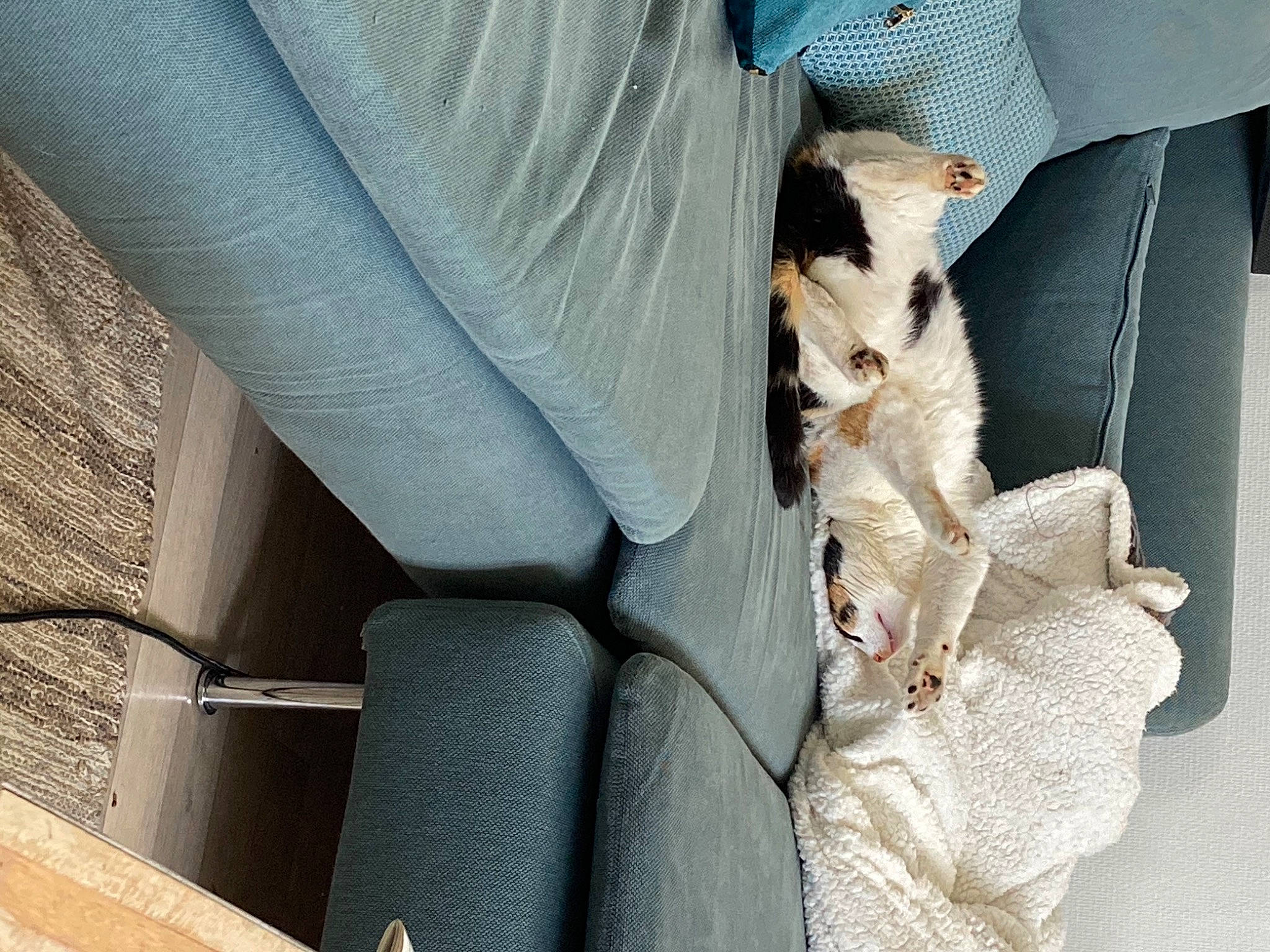 Joséphine participe au concours pour gagner de l'argent avec cette photo : armrest, auto_part, automotive_design, automotive_exterior, bag, car_seat, car_seat_cover, carnivore, chair, comfort, companion_dog, family_car, felidae, fur, personal_luxury_car, seat_belt, sitting, small_to_medium_sized_cats, vehicle, vehicle_door