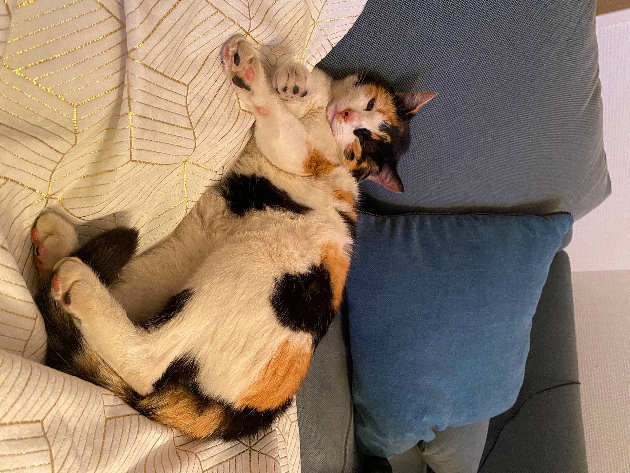 Joséphine participe au concours pour gagner de l'argent avec cette photo : canidae, carnivore, chair, claw, comfort, companion_dog, couch, dog_breed, fawn, felidae, fur, nap, paw, small_to_medium_sized_cats, snout, sporting_group, tail, terrestrial_animal, toy_dog, whiskers