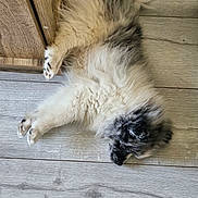 Bounty a rejoint le concours — aidez-le/la à gagner de superbes lots ! animal, canine, cozy, cute, dog, domestic_animal, fluffy, fur, home, indoor, laying_down, paws, peaceful, pet, quiet, relaxed, resting, sleeping, wooden_floor, wooden_furniture