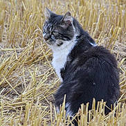 Pantoufle participe au concours pour gagner de l'argent avec cette photo : cat, animal, outdoor, field, straw, nature, fur, gray, white, sitting, side_view, pet, wildlife, grass, looking, mammal, whiskers, ears, alert, daylight