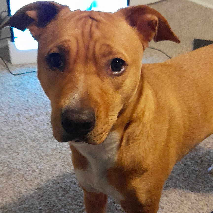 Daisy joined the competition — help win amazing prizes! animal, brown, canine, carpet, closeup, curious, dog, domestic, door, ears, floor, indoor, lighting, looking, pet, room, screen, technology, wall, white_markings
