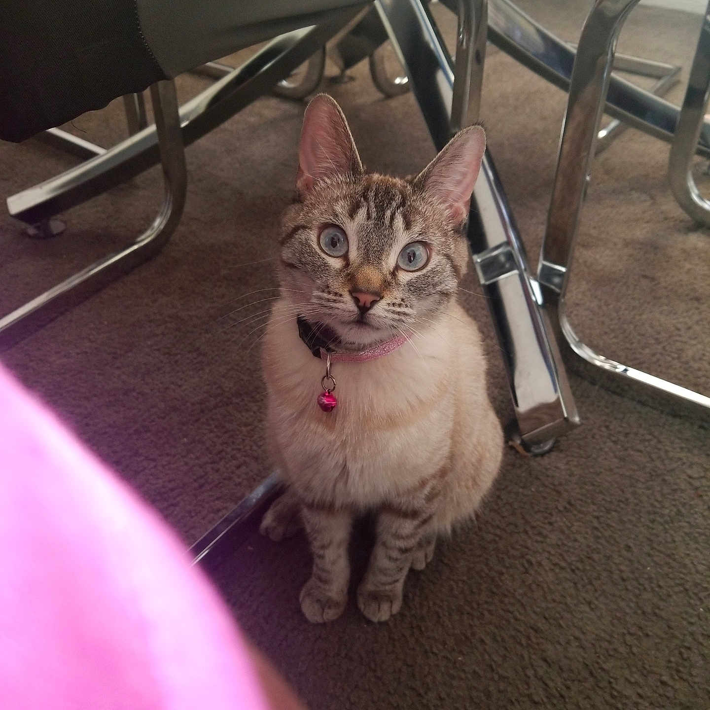 Pepper is registered to the contest to win money with this photo: accessories, animal, architecture, building, cat, chair, diningtable, furniture, indoors, kitten, machine, manx, person, pet, plywood, siamese, strap, table, wheel, wood