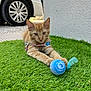 animal, ball, cat, close_up, collar, cute, feather, focus, grass, kitten, nature, orange_tabby, outdoor, pet, playful, toy, vehicle, wheel, white_wall, young_animal