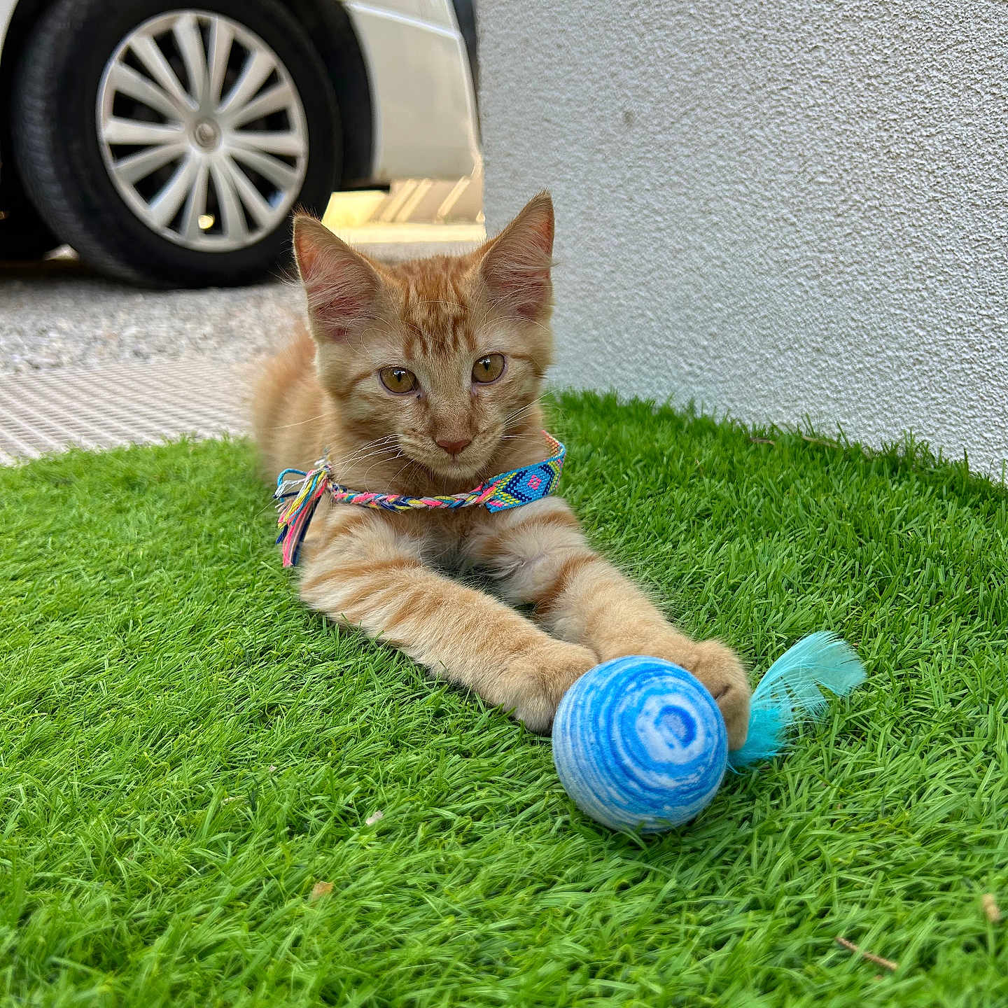 Simba a rejoint le concours — aidez-le/la à gagner de superbes lots ! animal, ball, cat, close_up, collar, cute, feather, focus, grass, kitten, nature, orange_tabby, outdoor, pet, playful, toy, vehicle, wheel, white_wall, young_animal