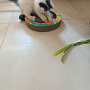 Bella participe au concours pour gagner de l'argent avec cette photo : cat, kitten, black_and_white, fluffy, fur, pet, animal, playing, toy, ball, scratcher, cardboard, indoor, floor, tile, home, tail, paws, ribbon, colorful