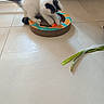 cat, kitten, black_and_white, fluffy, fur, pet, animal, playing, toy, ball, scratcher, cardboard, indoor, floor, tile, home, tail, paws, ribbon, colorful