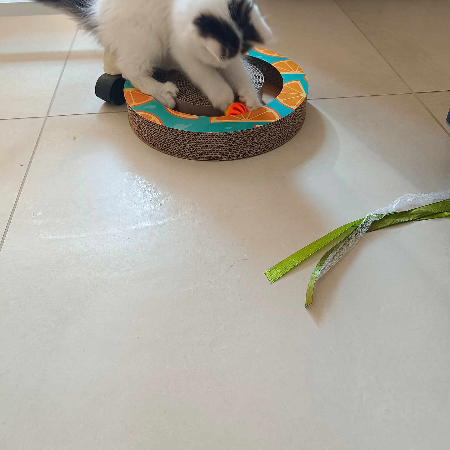 Bella