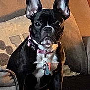 Nala joined the competition — help win amazing prizes! bulldog, canidae, carnivore, collar, companion_dog, dog, dog_breed, dog_collar, ear, eye, fawn, french_bulldog, head, human_body, snout, sporting_group, toy_dog, vertebrate, whiskers, working_animal