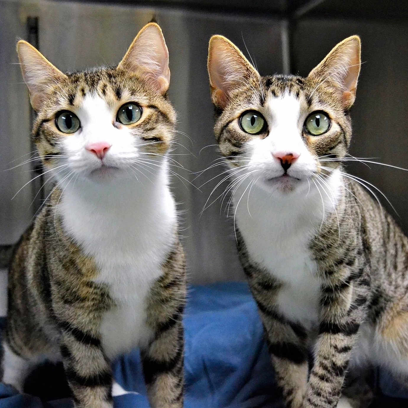 Gin And Tonic joined the competition — help win amazing prizes! alert, animal, blue_blanket, cat, close_up, companion, curious, domestic_cat, ears, feline, fur, green_eyes, indoor, looking_at_camera, metallic_background, pair, pet, standing, tabby_cat, whiskers