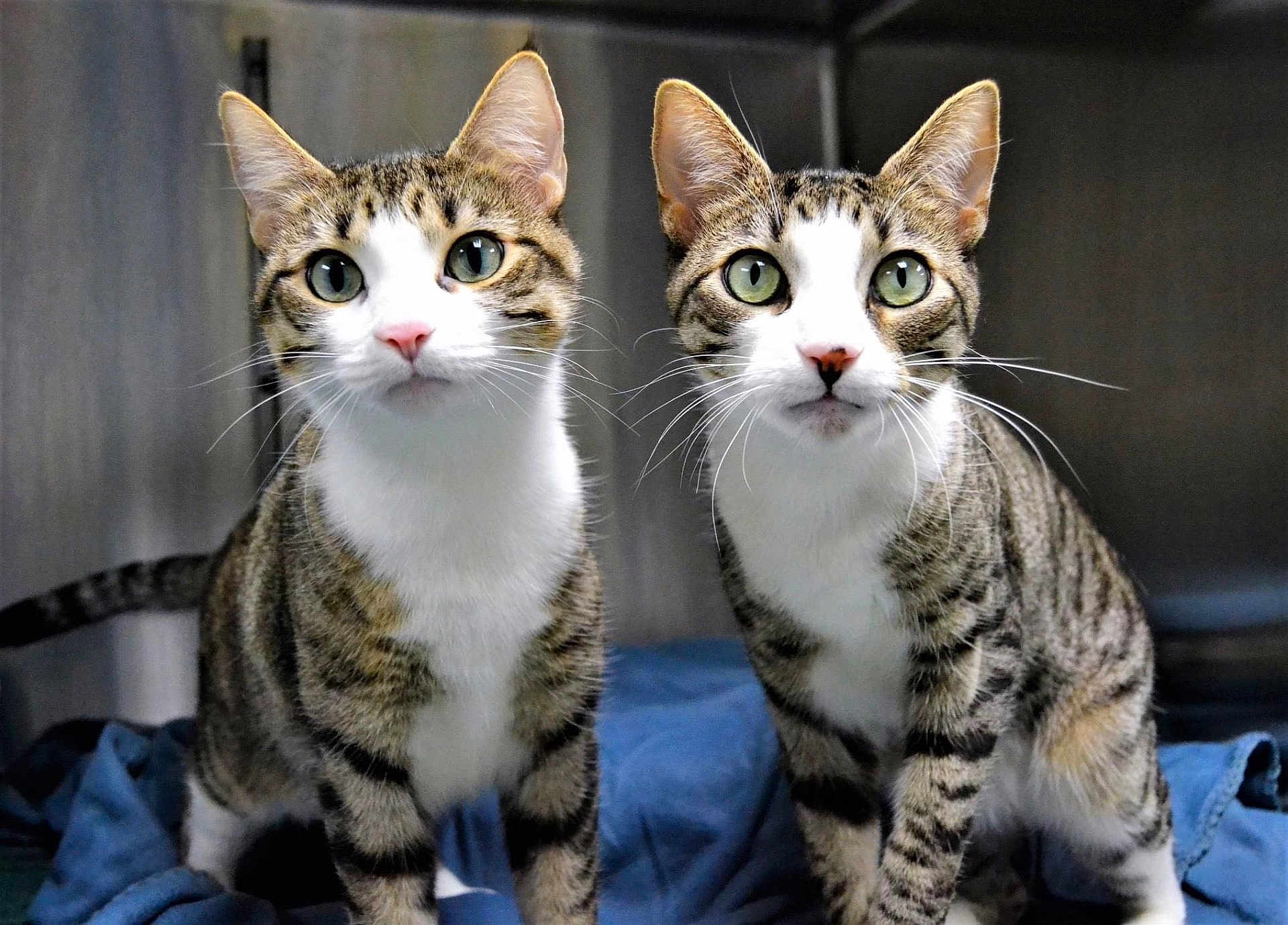 Gin And Tonic joined the competition — help win amazing prizes! alert, animal, blue_blanket, cat, close_up, companion, curious, domestic_cat, ears, feline, fur, green_eyes, indoor, looking_at_camera, metallic_background, pair, pet, standing, tabby_cat, whiskers