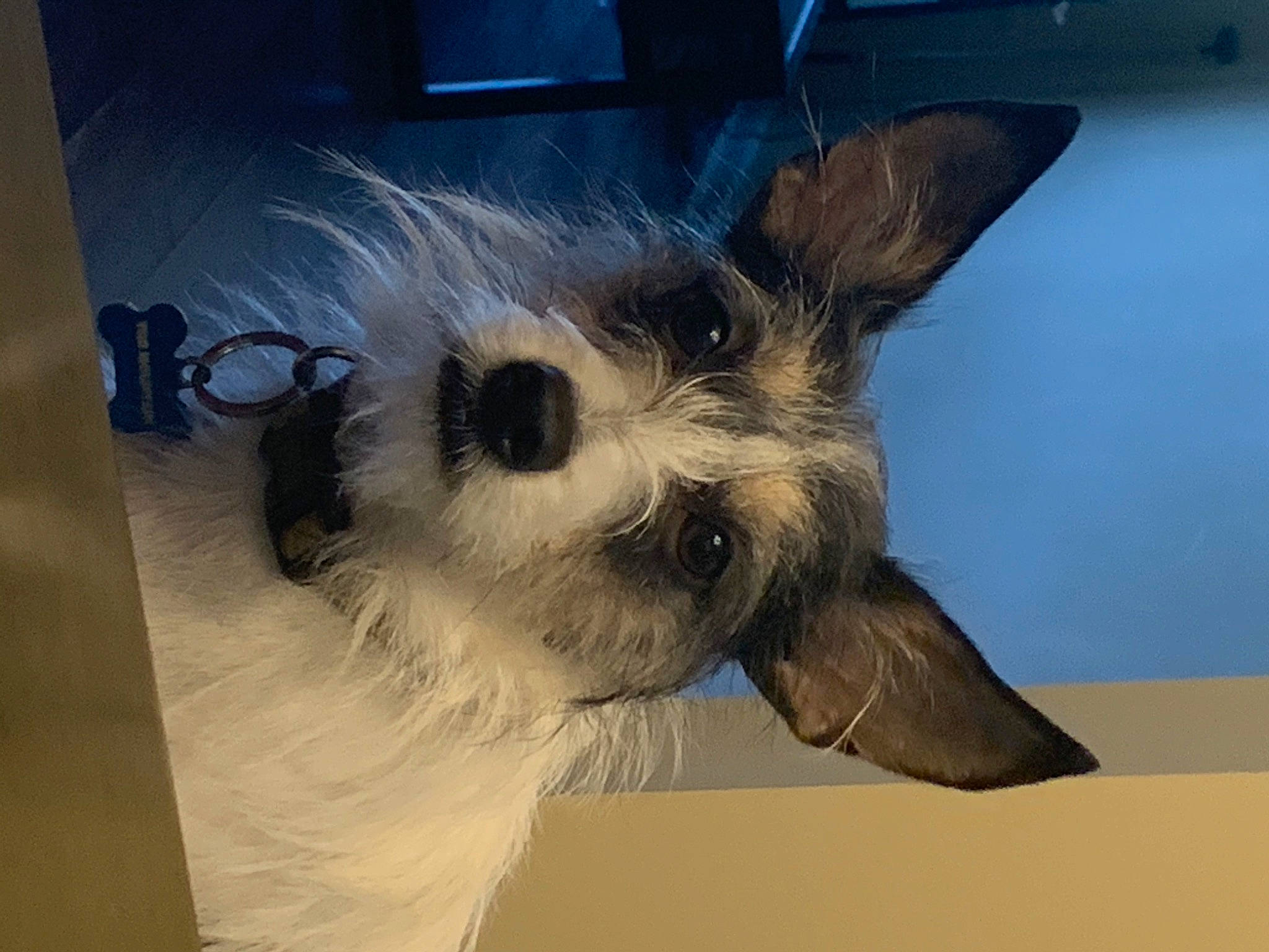 Mountain joined the competition — help win amazing prizes! camera, canidae, carnivore, companion_dog, dog, dog_breed, dog_supply, eyewear, fawn, felidae, fur, personal_protective_equipment, pet_supply, small_terrier, snout, terrier, toy, toy_dog, whiskers, working_animal