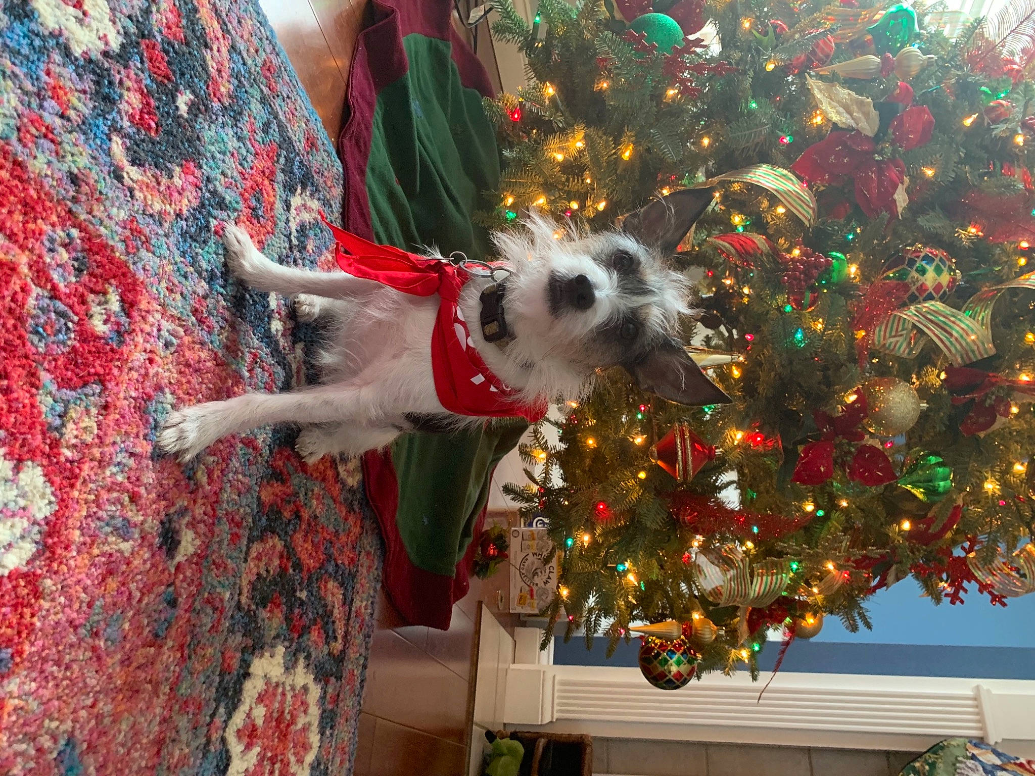 Mountain is registered to the contest to win money with this photo: carnivore, christmas, christmas_decoration, christmas_ornament, christmas_tree, companion_dog, dog, event, evergreen, fawn, green, holiday_ornament, interior_design, ornament, plant, red, textile, toy, tree, woody_plant