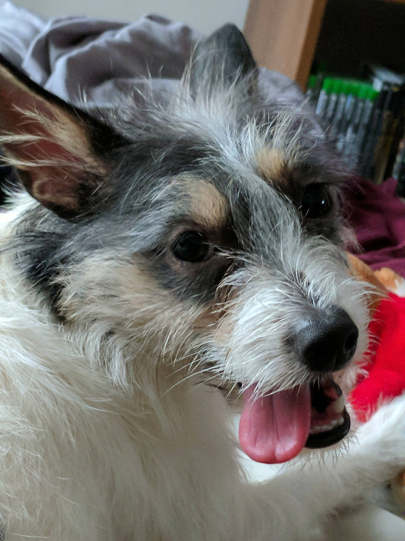 Mountain is registered to the contest to win money with this photo: biewer_terrier, canidae, carnivore, close_up, collar, companion_dog, dog, dog_breed, ear, eye, fur, head, small_terrier, snout, sporting_group, terrestrial_animal, terrier, toy_dog, whiskers, working_animal