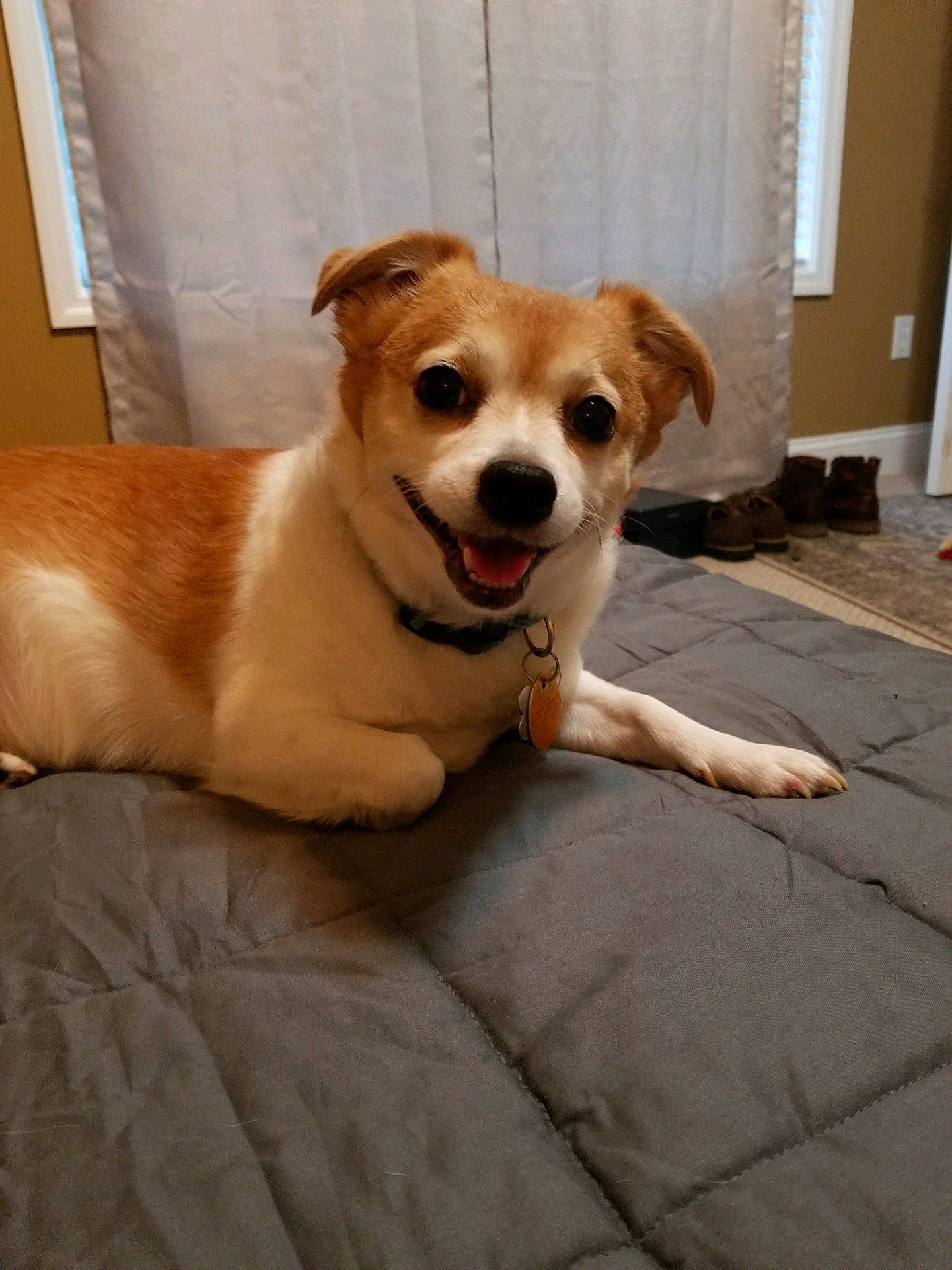 Frankie is registered to the contest to win money with this photo: canidae, carnivore, collar, comfort, companion_dog, curtain, dog, dog_breed, dog_supply, fawn, flooring, fur, hardwood, paw, snout, sporting_group, tail, whiskers, wood, working_animal