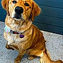 golden_retriever, dog, pet, collar, dog_tag, sitting, indoor, portrait, close_up, fur, tail, ears, nose, eyes, speckled_floor, painted_wall, friendly, cute, well_groomed, floor