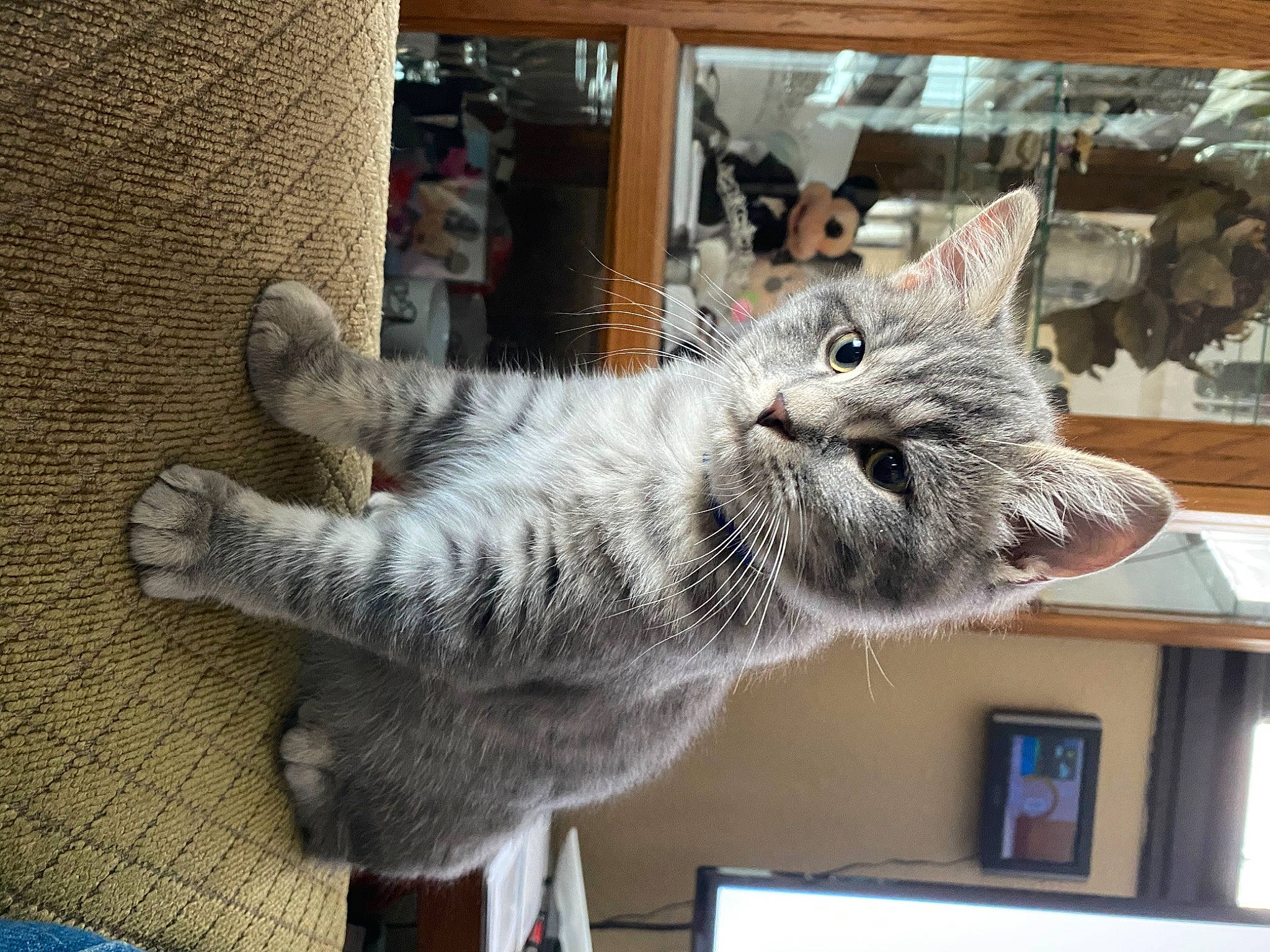 Ren is registered to the contest to win money with this photo: carnivore, cat, claw, domestic_short_haired_cat, felidae, fur, grey, paw, small_to_medium_sized_cats, snout, tail, whiskers, window