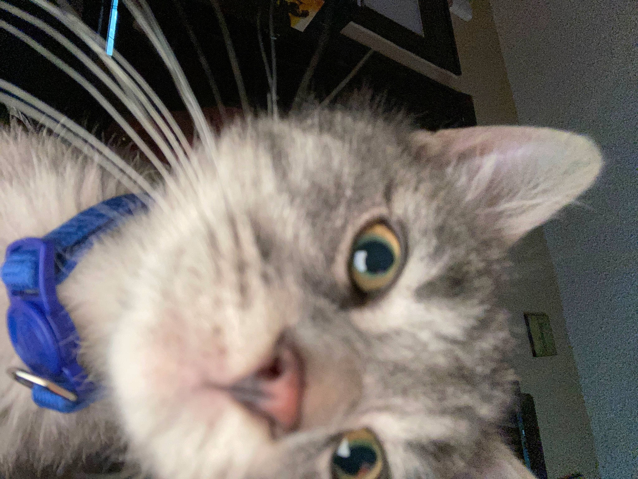 Ren is registered to the contest to win money with this photo: carnivore, cat, claw, domestic_short_haired_cat, ear, electric_blue, eye, felidae, fur, iris, paw, photo_caption, small_to_medium_sized_cats, snout, whiskers