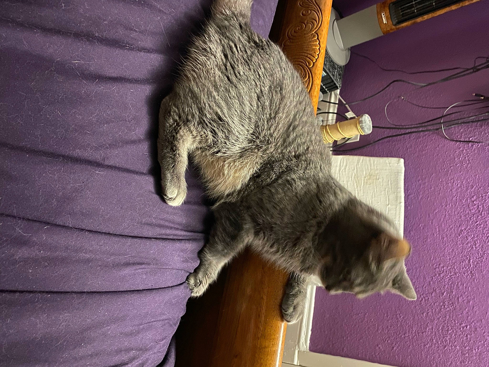 Ren joined the competition — help win amazing prizes! carnivore, cat, claw, domestic_short_haired_cat, felidae, fur, grey, natural_material, paw, small_to_medium_sized_cats, snout, tail, terrestrial_animal, whiskers, wildlife, wood