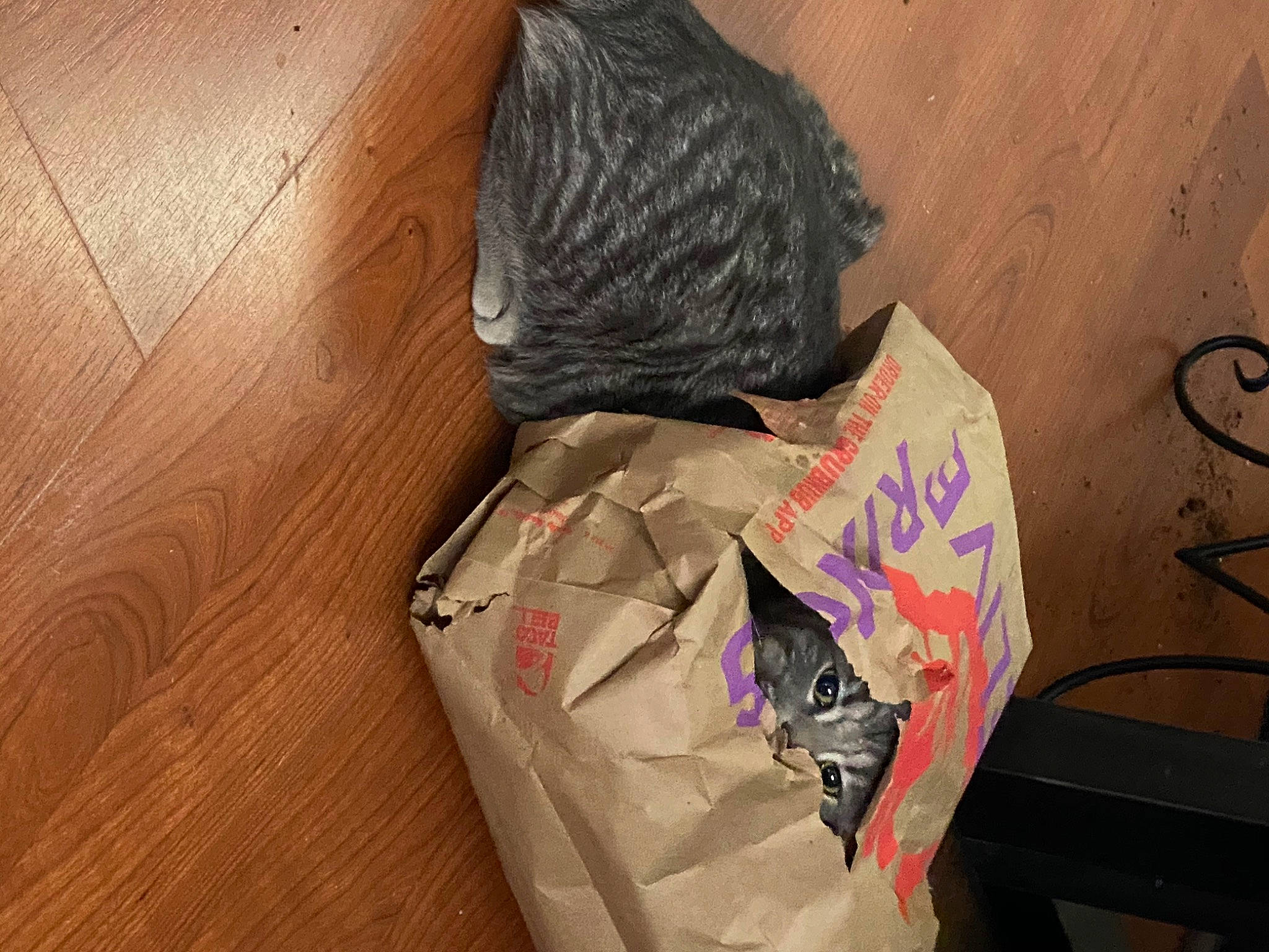 Ren is registered to the contest to win money with this photo: camouflage, fashion_accessory, flooring, font, fur, hardwood, military_camouflage, military_uniform, paper, paper_product, pattern, personal_protective_equipment, plywood, room, sleeve, t_shirt, visual_arts, wood, wood_flooring, wood_stain