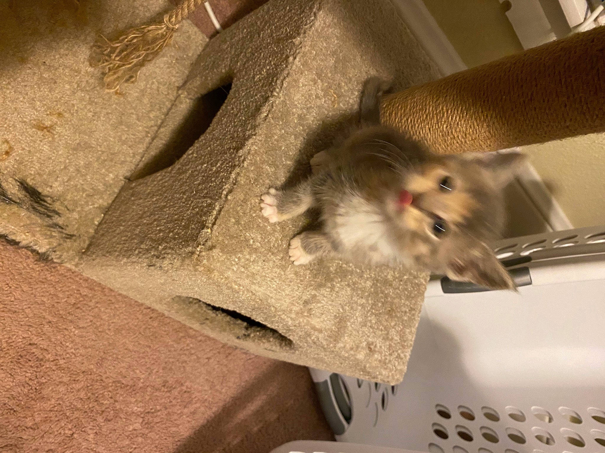 Omega is registered to the contest to win money with this photo: carnivore, cat, ceiling, comfort, domestic_short_haired_cat, fawn, felidae, fur, gerbil, grey, hardwood, muroidea, paw, rodent, room, small_to_medium_sized_cats, tail, whiskers, wood