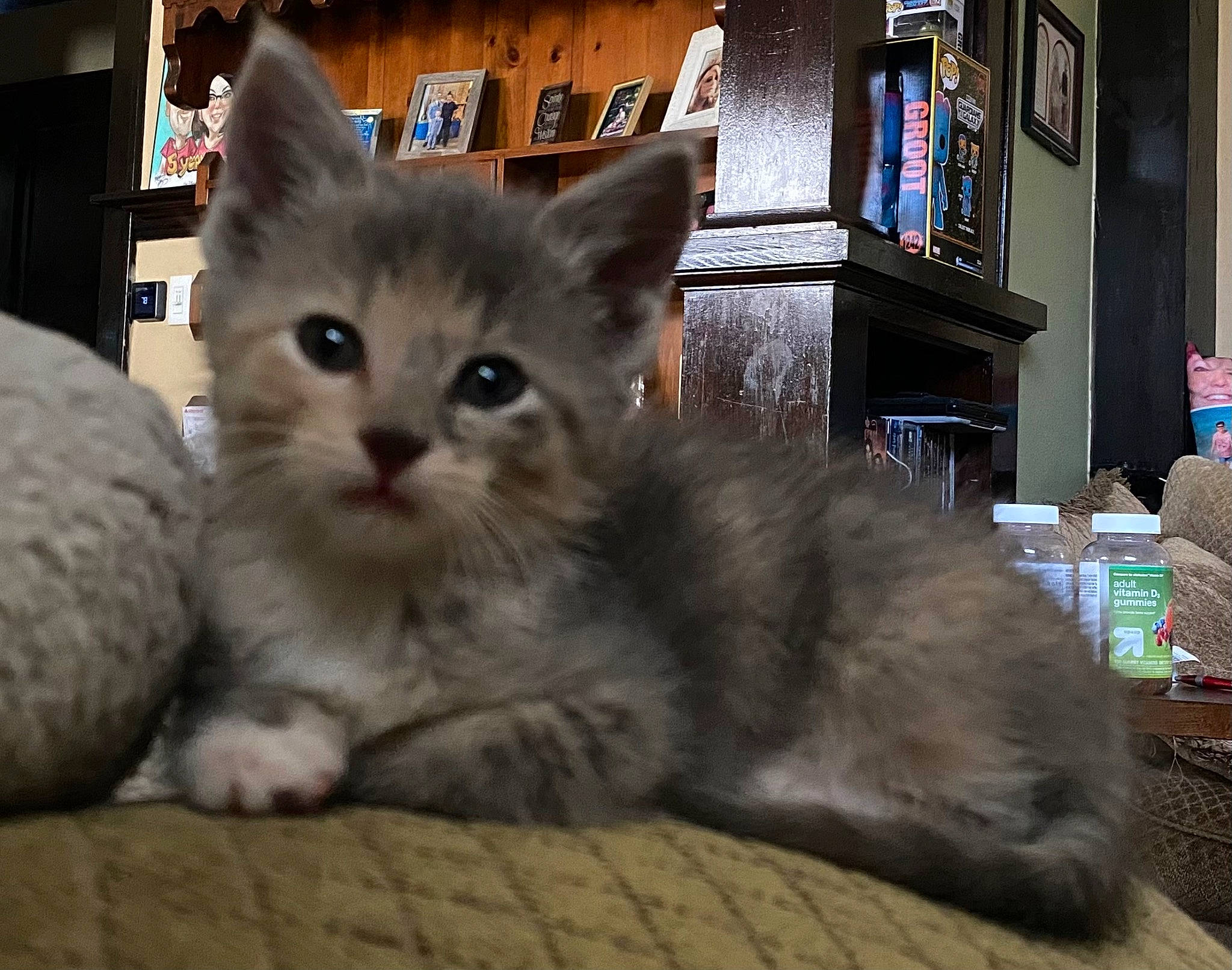 Omega is registered to the contest to win money with this photo: bookcase, box, british_longhair, carnivore, cat, claw, comfort, domestic_short_haired_cat, fawn, felidae, fur, paw, picture_frame, shelf, shelving, sitting, small_to_medium_sized_cats, tail, terrestrial_animal, whiskers